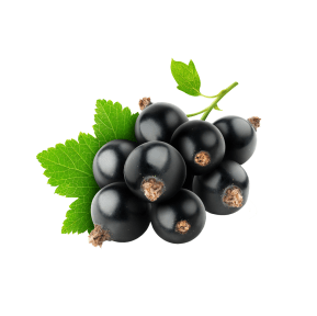 Black Currant